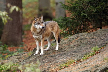 The gray wolf or grey wolf (Canis lupus) standing on a rock. An adult grey wolf stands on a rock in the woods.