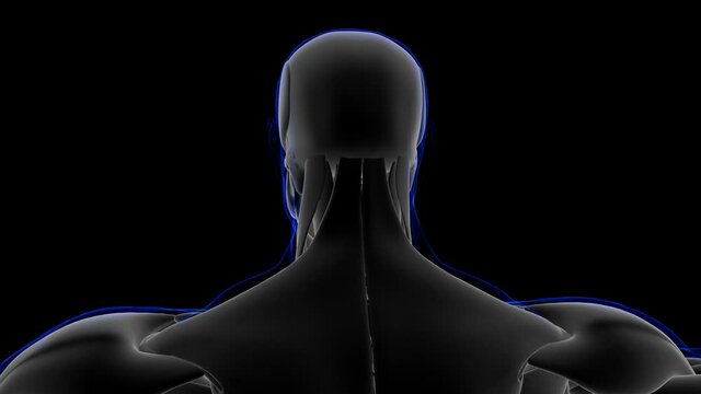 Corrugator Supercilii Muscle Anatomy For Medical Concept Looapable 3D Illustration