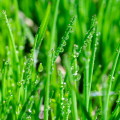 Fototapeta na wymiar Square format extremely close up view of glowing water drops on juicy long and thin green grass leaves. Botanical background for text