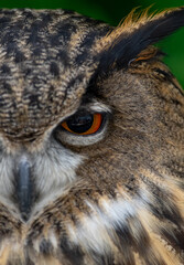 カッコいいミミズク