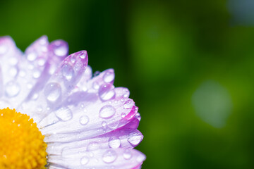 Wet daisy flower close up in the corner on blurred green background with bokeh. Copy space