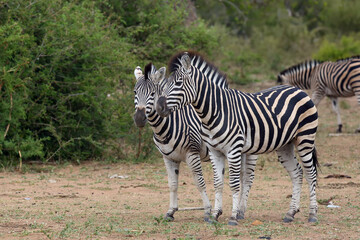 Fototapeta na wymiar The plains zebra (Equus quagga, formerly Equus burchellii), also as the common zebra or Burchell's zebra herd in thorny bush.