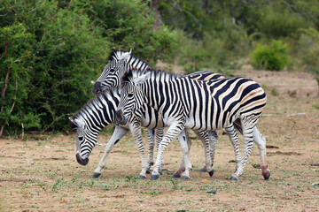 Fototapeta na wymiar The plains zebra (Equus quagga, formerly Equus burchellii), also as the common zebra or Burchell's zebra herd in thorny bush. A typical smaller herd of zebras between bushes.