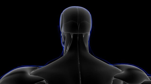 Buccinator_Muscle Anatomy For Medical Concept Loopable 3D Illustration