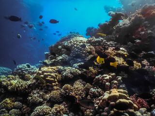 Fototapeta na wymiar beautiful colorful corals and fishes in the deep from the red sea