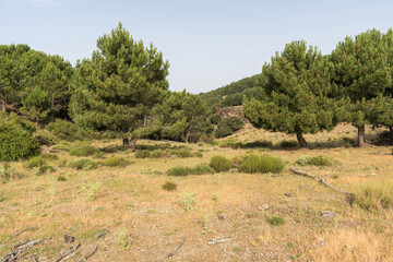 Fototapeta na wymiar Group of pine in the Sierra Nevada mountain