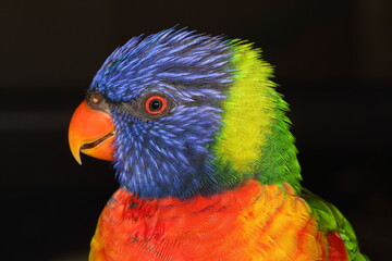 Head shot of a Rainbow lorikeet.