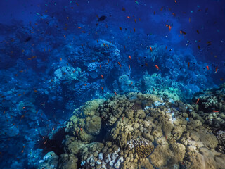 corals and deep blue water in the deep in egypt