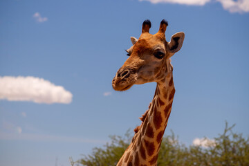 Wild african life. A large common South African giraffe on the summer blue sky.