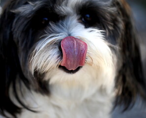 Dogs face with tongue in focus.