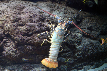 水中の岩を上る巨大なニシキエビ