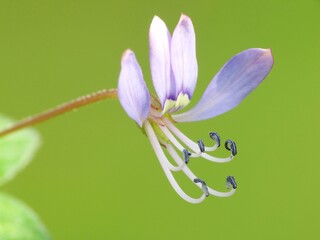A wildflower is a flower that grows in the wild, meaning it was not intentionally seeded or...