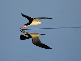 Black skimmer skimming on a calm pond with reflection.