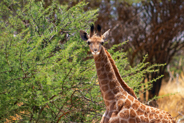 Wild african life. A baby South African giraffe on savannah on a sunny day.