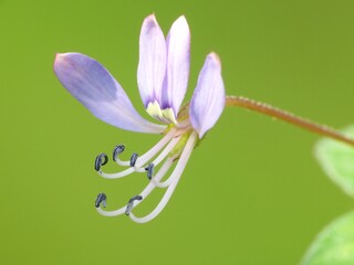 A wildflower is a flower that grows in the wild, meaning it was not intentionally seeded or...
