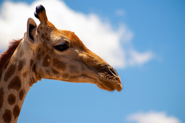 Wild african life. A large common South African giraffe on the summer blue sky.