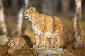 Naklejka na ściany i meble Caring eurasian lynx mother looks after her cub in the forest