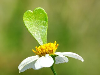 A wildflower is a flower that grows in the wild, meaning it was not intentionally seeded or...