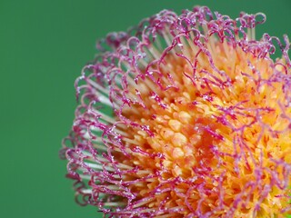 A wildflower is a flower that grows in the wild, meaning it was not intentionally seeded or...