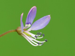 A wildflower is a flower that grows in the wild, meaning it was not intentionally seeded or...
