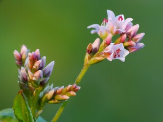 A wildflower is a flower that grows in the wild, meaning it was not intentionally seeded or...