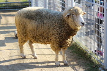 天王寺動物園の羊