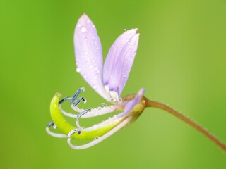 A wildflower is a flower that grows in the wild, meaning it was not intentionally seeded or...
