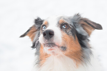 Australian shepherd in winter forest. close up portrait.