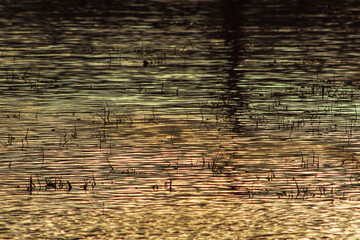  grudniowy poranek na stawie.JPG