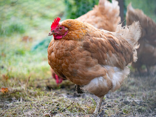 Portrait of a hen with brown feathers and a red comb.