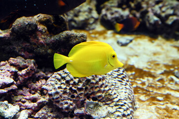 体全体が黄色の魚　キイロハギの泳ぐ姿