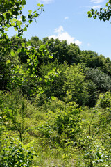 Fototapeta premium Hill i the Palaiseaustate forest . Ile de France country