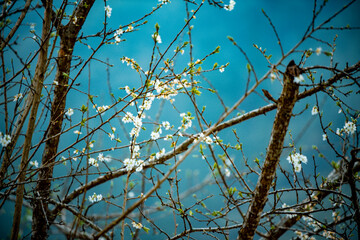 Spring scene when flowers peach blossom in ethnic minority villages in Dong Van, Ha Giang