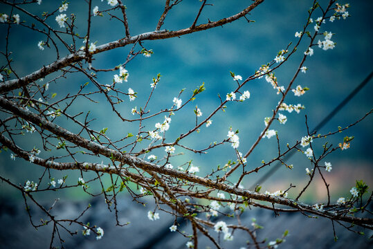 Hoa Đào là loài hoa mang đậm tính chất truyền thống của người Á Đông. Hãy ngắm nhìn những bông hoa đào trắng tinh khôi, mang đến sự thanh cao và tươi mới cho không gian xung quanh.