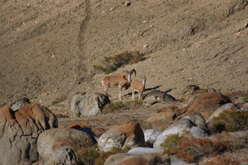 Western Kazakhstan. Mangystau. Ustyurt plateau. Urials (mountain sheep).
