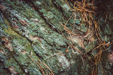 textured emerald bark of an old pine tree with needles on it