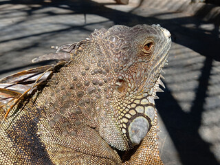 Lguanas or the American Iguanas is a Reptile in the zoo in the rays of sunlight. Selective focus. Blurred.