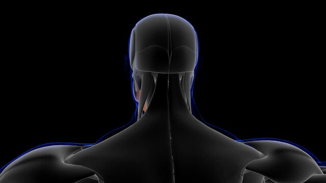 Hyoglossus Muscle Anatomy For Medical Concept Loopable 3D Illustration