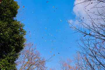 Leaves flying in the air