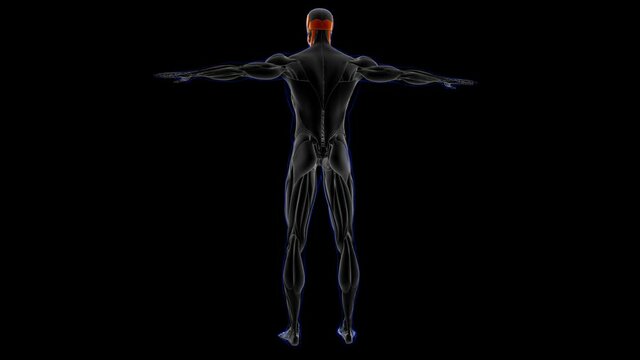 Head Muscle Anatomy For Medical Concept Loopable 3D Illustration