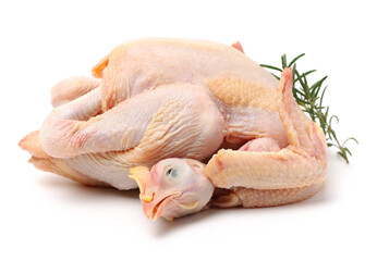raw hen on a white background
