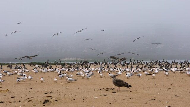Great colony of seabirds on the beach, flock of pelicans, seagulls, and least tern birds, California wildlife