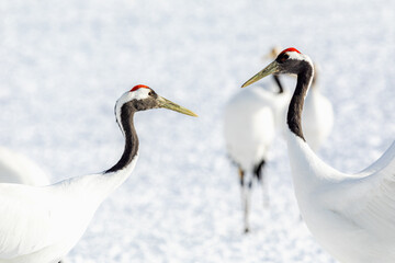見つめ合うタンチョウヅル