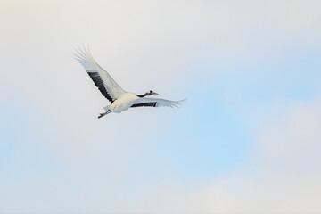 ねぐらに帰るタンチョウヅル