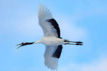 吠えるタンチョウヅル