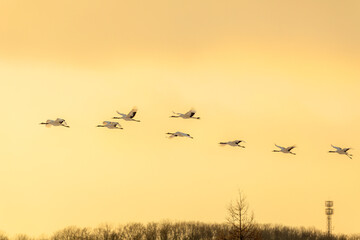 タンチョウヅルの群れ