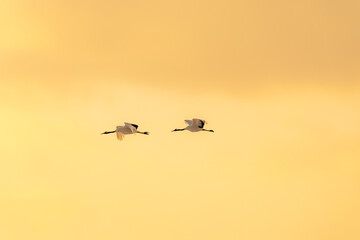 家路を急ぐタンチョウヅル