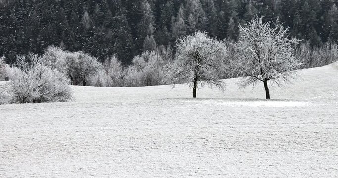 Beautiful winter season countryside landscape with trees and snow falling.