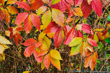 Buntes Herbstlaub im Sonnenschein