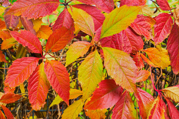 Buntes Herbstlaub im Sonnenschein